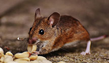 24 Hour & Emergency Exterminators in West Lowville, NY